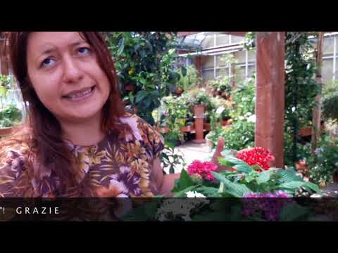 Video: Pentas Plant Care - Come coltivare i fiori di Pentas