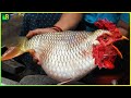 इन मछलिओं को देखने के लिए नसीब लगता है | 10 Rare And Amazing Fishes In The World