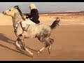 تصميم خيل / تصميمي