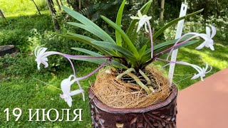 видео: Мои короли и королевы. Цветение орхидей в июле 2025. Неофинетия, дендробиум, энциклия , фаленопсисы. картинка: Мои короли и королевы. Цветение орхидей в июле 2025. Неофинетия, дендробиум, энциклия , фаленопсисы.