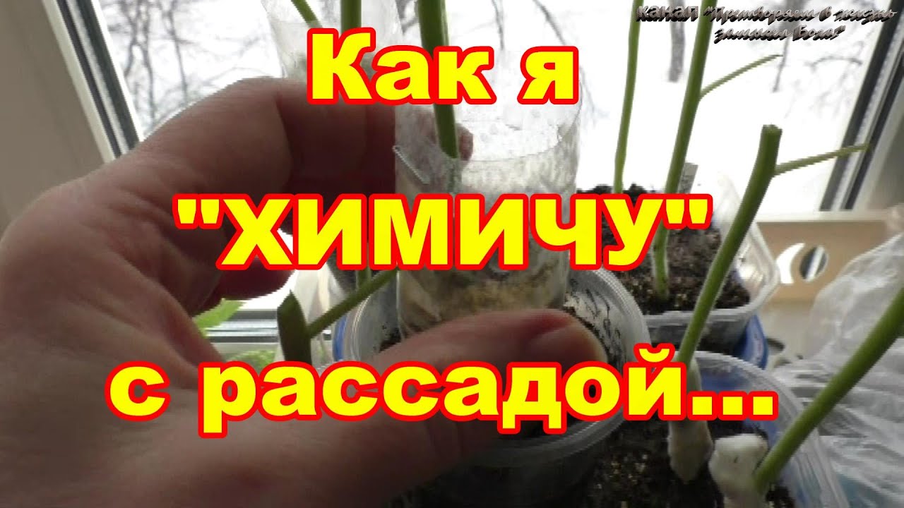 формировать помидоры в 2 стебля. перерощенная рассада томатов. переросшая рассада перца. китайский способ выращивания рассады. томат на двух корнях.