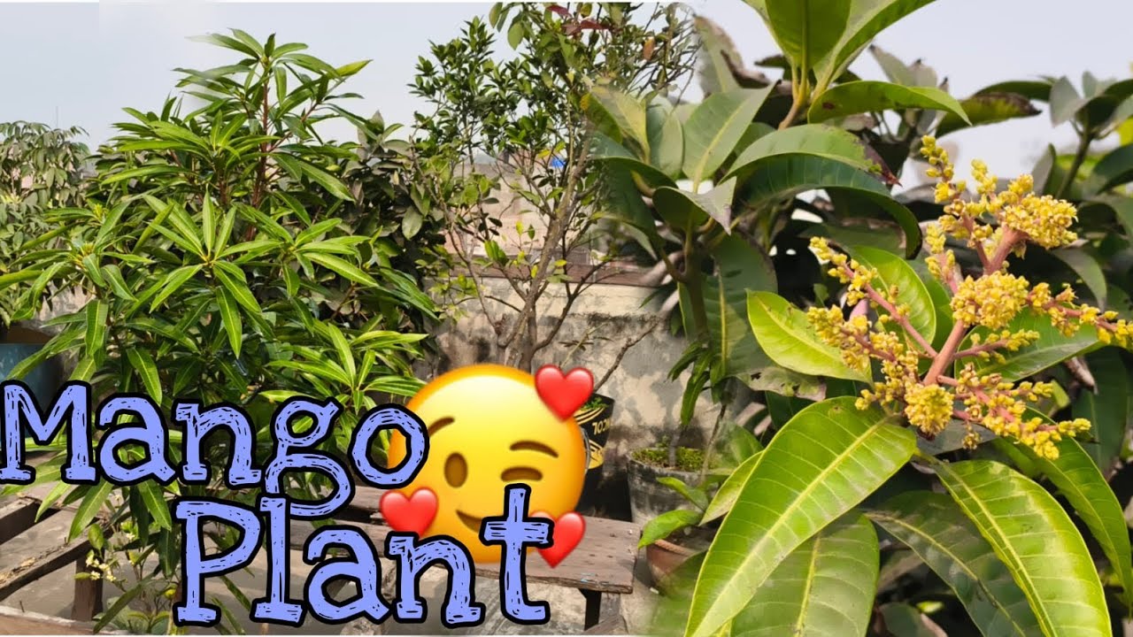 Mango plant care at home 🏡🌿🏡🌿