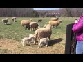 Fiber Farm Tour ~ Love Ewe Farm - Romney Sheep