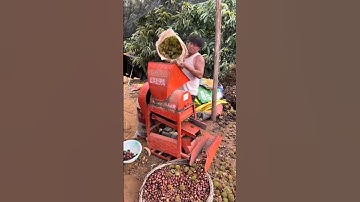 Automatic Chestnut Peeling Machine Agricultural Machinery Harvest Moment One Machine.