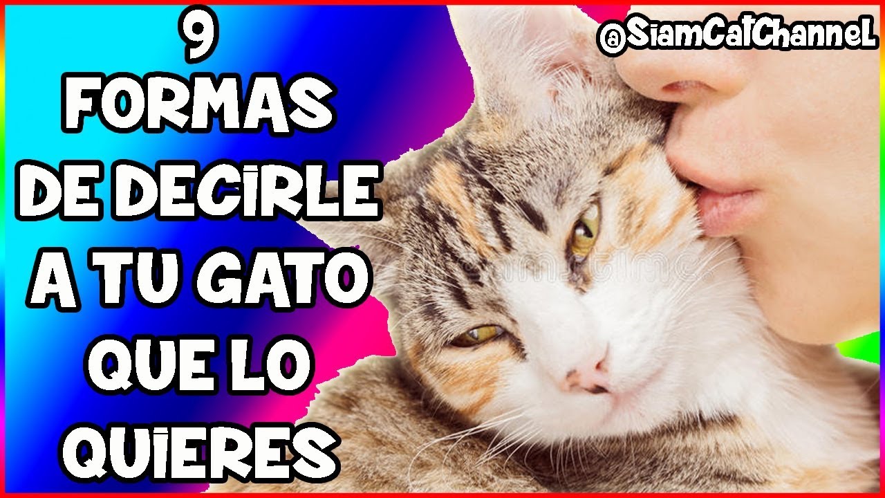 Cómo saber si tu gato te quiere