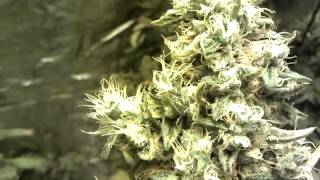 Bud on Bud