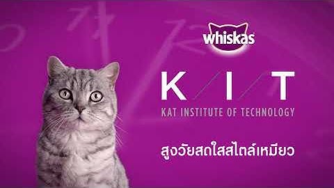 สูงวัยสดใสสไตล์เหมียววิสกัส