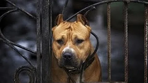 Dog Used to Detect Seizures in 6-Year-Old