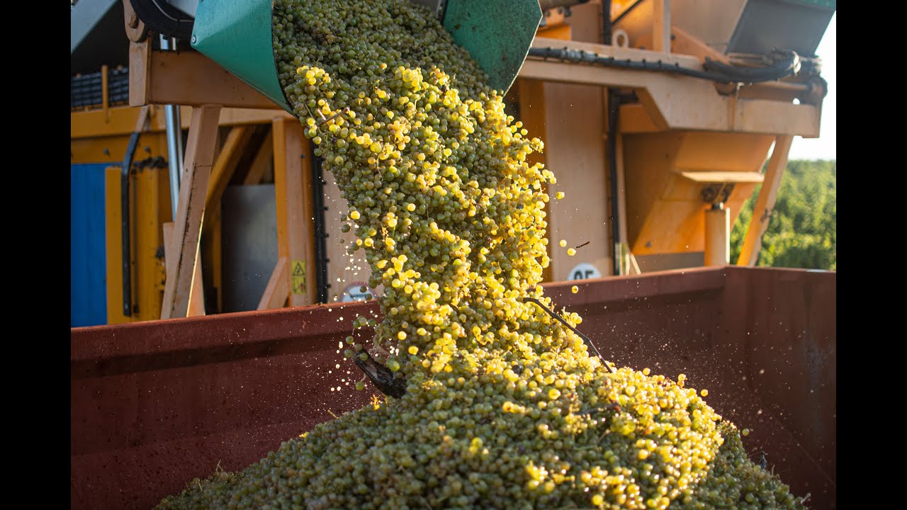 Grape harvesting at VANDENBELD Exclusive Wines - 2022