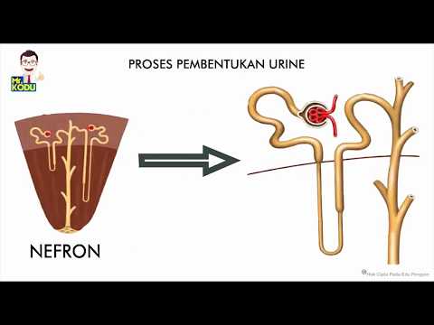 BIOLOGI - PROSES PEMBENTUKAN URINE