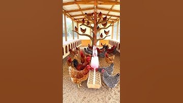 Perfect Balance: Semi Free-Range Chicken Coop Idea You’ll Love! #chicken #pets #birds #animals#short
