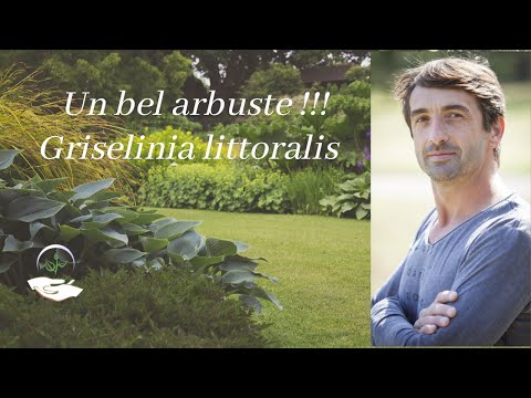 Vidéo: Planter Griselinia - En savoir plus sur la saison de croissance et les soins de Griselinia