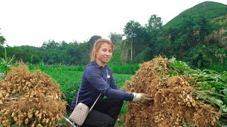 Harvest peanuts, bring them to the market to sell - farm life #164