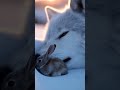 Wolf and Bunny: The Most Unexpected Friends! #viral #wildlife #animals #wolf#bunny