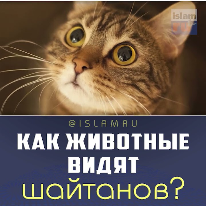 Как животные видят джиннов и шайтанов? - YouTube