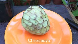 37. Cheremoya (jabłko budyniowe) - owoc, nasiona, roślina.