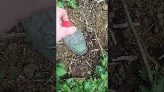 uk outdoor guerilla grow/ update on RGS.co (realgorillaseeds)
