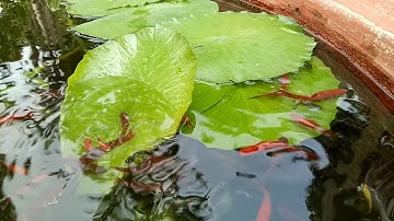 Nuôi cá hồ xi măng 97 - Cho cá hồng kim và cá bảy màu ăn cám thái inve 3/5