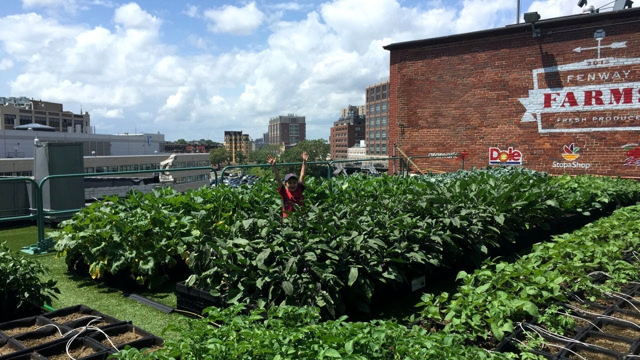 Fenway Farms - Project of the Week 7/30/18
