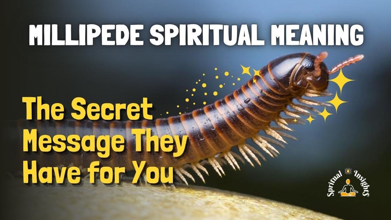 Millipede Spiritual Meaning The Secret Message They Have for You