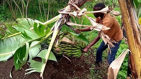 How to start Farm from scratch💵💵(Beginners Guide to growing plants & crops) | @farmchannel1231.