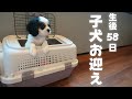 子犬お迎え当日‼︎トライカラーの可愛い女の子が新しい家族になりました【キャバリアキングチャールズスパニエル】