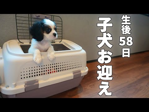 キャバリア子犬をついにお迎え‼︎トライカラーの可愛い女の子が新しい家族になりました
