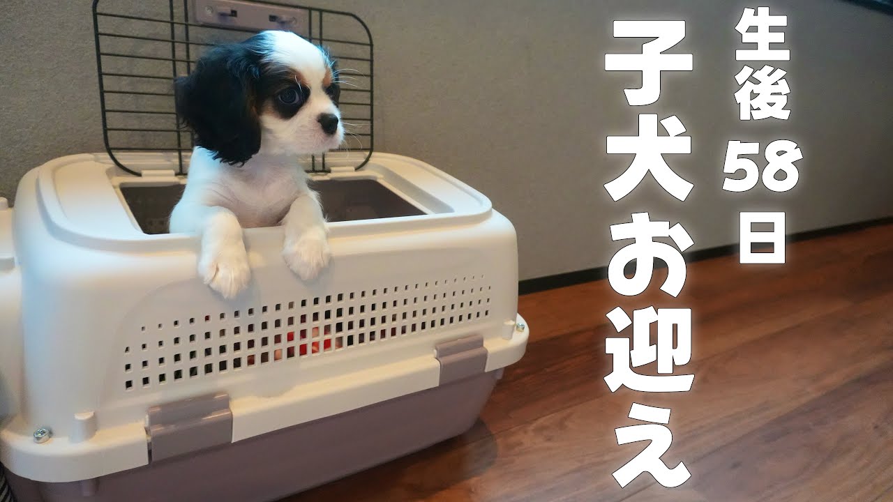 子犬お迎え当日‼︎トライカラーの可愛い女の子が新しい家族になりました【キャバリアキングチャールズスパニエル】
