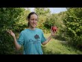 Découvrez La Pépinière Aux Arbres Fruitiers Rawdon QC Lanaudière 