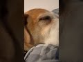 Snoring dog Diamond #viralshorts