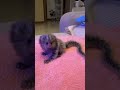 Marmoset Marmoset Marmoset Marmoset