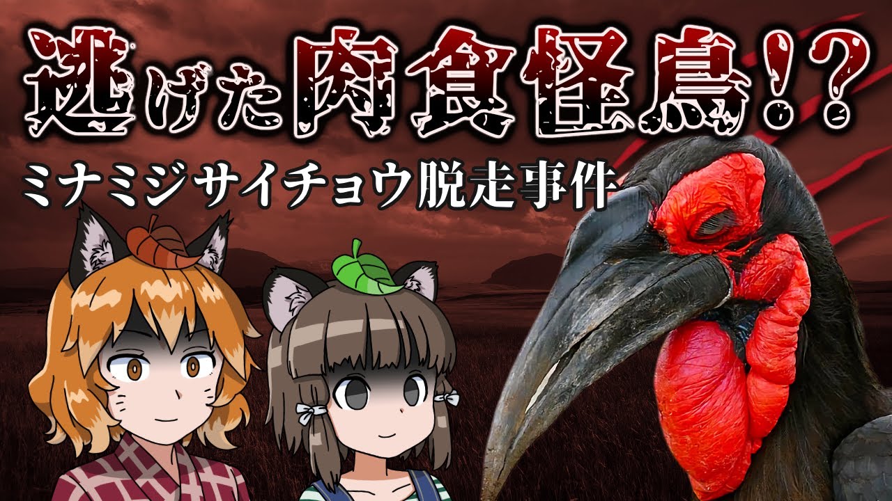 ゆっくり解説 肉食怪鳥 ミナミジサイチョウ脱走事件 絶滅危惧種が逃げ出した Youtube