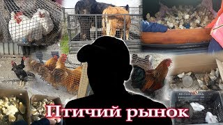 Птичий рынок г.Каскелен