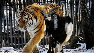 Если бы это не СНЯЛИ НА КАМЕРУ, никто бы не поверил - НЕВЕРОЯТНЫЕ СЛУЧАИ ДРУЖБЫ В ЖИВОТНОМ МИРЕ Если бы это не СНЯЛИ НА КАМЕРУ, никто бы не поверил - НЕВЕРОЯТНЫЕ СЛУЧАИ ДРУЖБЫ В ЖИВОТНОМ МИРЕ