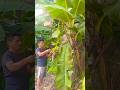 👉 Secrets of Banana Farming 🍌 | Farmer’s Care & Dedication#shortsfeed #agriculture #shorts