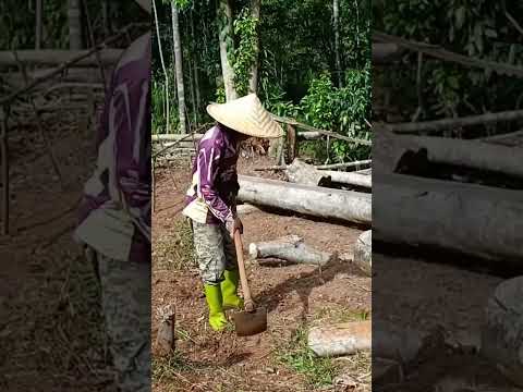 Video: Mengapa terdapat pembersihan di hutan?