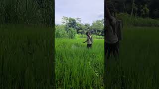 simple process of applying pesticides to reduce pests #shorts