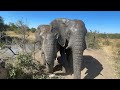 Mischievous Elephant Bull, Mambo’s 12 Year Journey 🐘