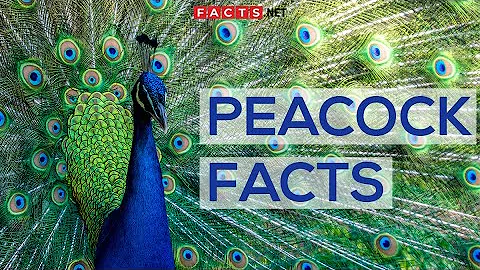 Interesting Facts About Peacocks And Peahens, Or The Peafowls - DayDayNews