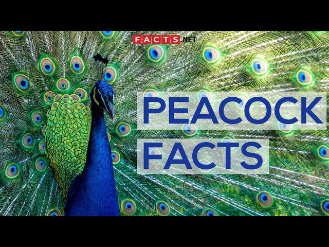 Interesting Facts About Peacocks And Peahens, Or The Peafowls class=