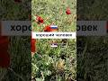 Учим сербский каждый день. Упражнения и викторины на сербском языке #учимсербский #сербскийязык