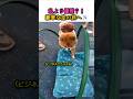 私より優雅?!ビジネスクラスに乗ったワンちゃんが可愛すぎる✈️✨