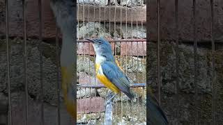 Burung Kemade Bunga Api burung Kicau bird birds birdlover asianbirds birdsoftheworld