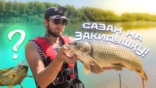 Астраханский Сазан на жмых в Августе 2023