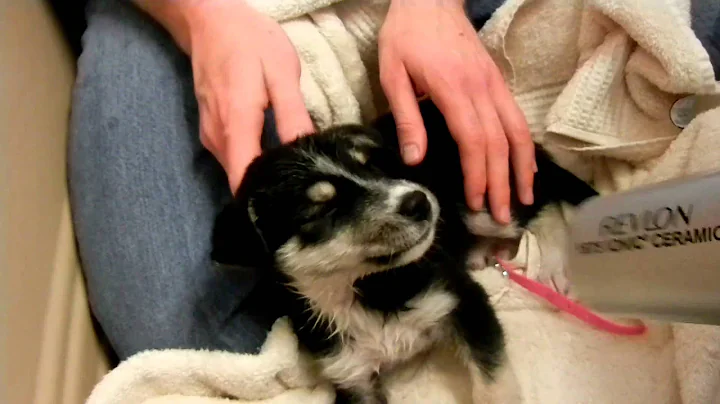 Puppy Hairdryer