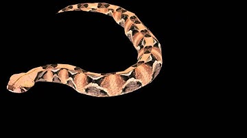 Rendered animation NifSkope