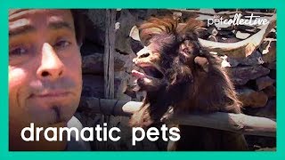 Dramatic Pets | The Pet Collective