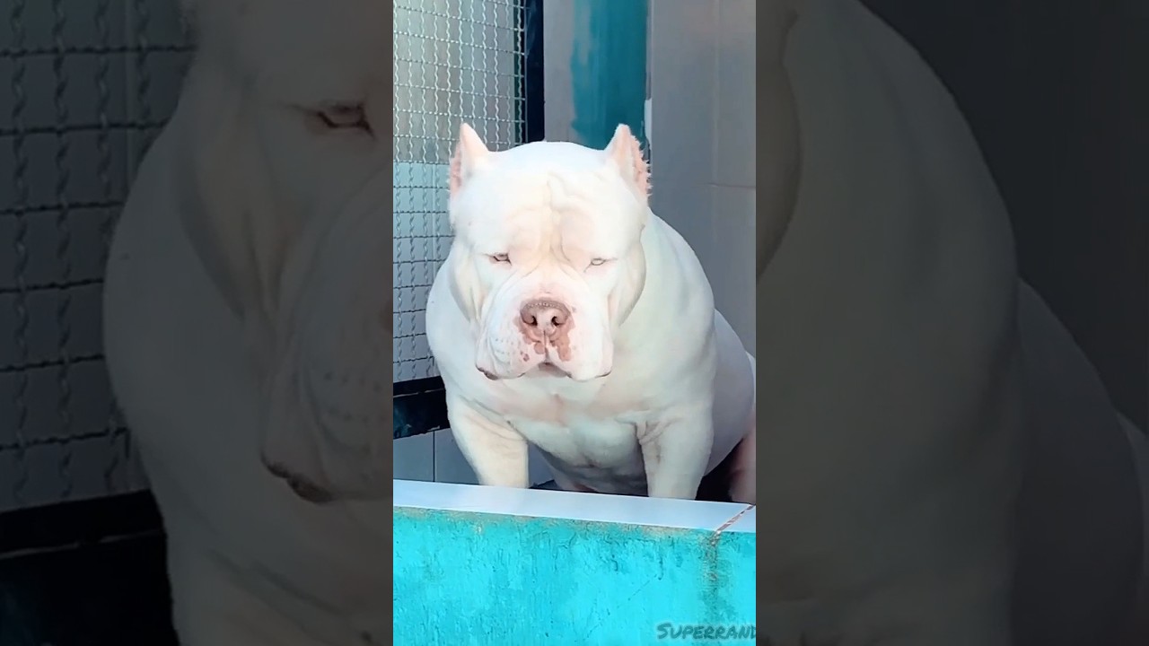 BIG ANIMALS OF TRANSFORMATION 💀