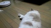 猫 蹴るまとめ Youtube 猫 蹴るまとめ Youtube