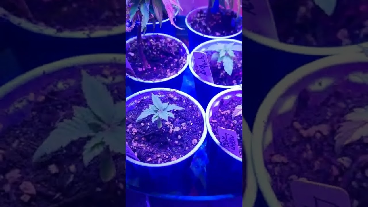 Slow Growing Seeds